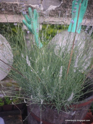 lavendar