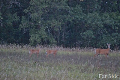 Three deer