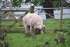Farm animals at the Museum of Welsh Life