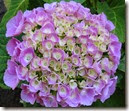 IMG_0481 IMG_0481