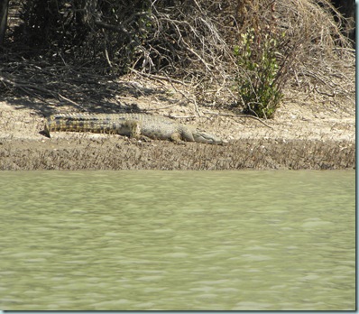 Crocodile Crocodile