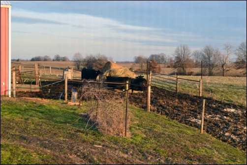 cows through the window