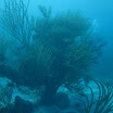  Scuba Dive Buck Island Reef