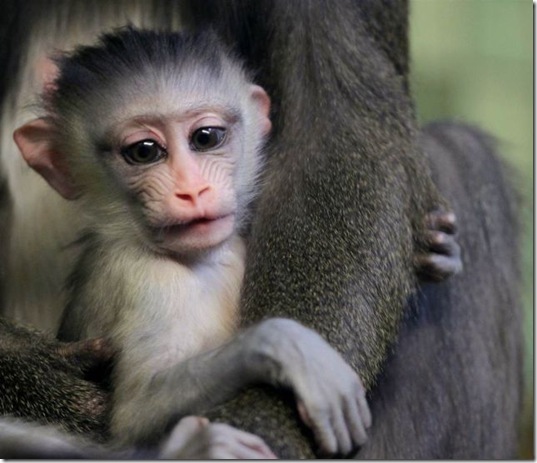 funny-animals-cute-8