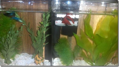 fish