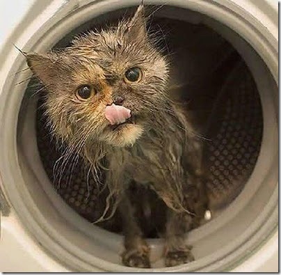 gato-recien-lavado-a-maquina