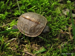 baby box turtle top view