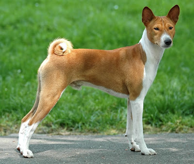 Basenji.jpg
