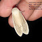 Erebidae