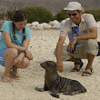 Sea Lion