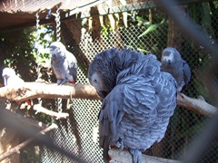 2009.05.16-023 perroquet gris du Gabon