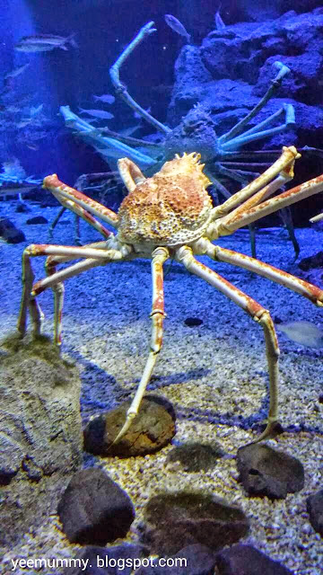 Osaka Aquarium Kaiyukan海游馆 Osaka Aquarium Kaiyukan海游馆