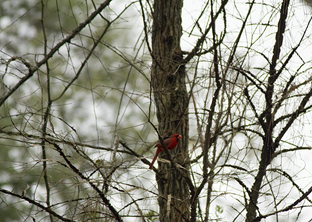 Kleb Woods Cardinal3 Kleb Woods Cardinal3