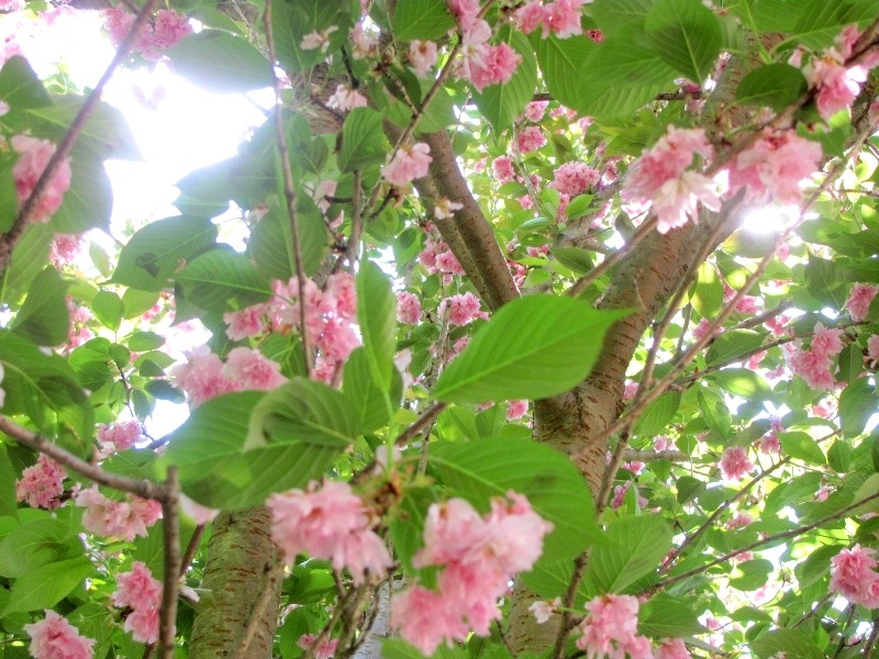 [cherry%2520tree%255B4%255D.jpg]