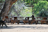 At one of the picnic sites in Kruger, these baboons decided to have their own picnic! We definitely didn't feel like sharing the table with them. Transition to Madagascar - 027.jpg