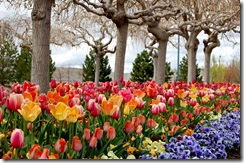tptulips5