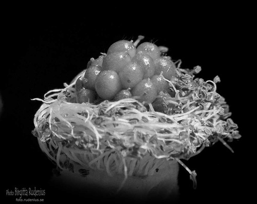 macro_20110703_nest1a_bw macro_20110703_nest1a_bw