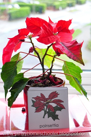 The Poinsettia