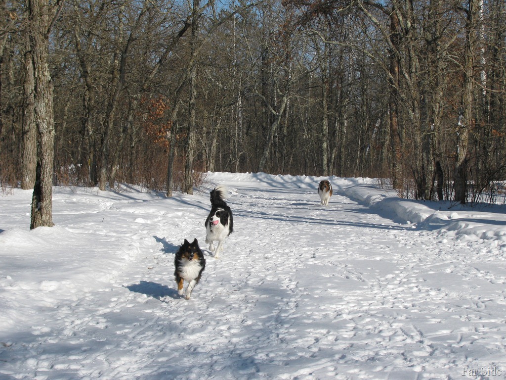 [Three%2520dogs%2520playing%2520ball%255B9%255D.jpg]