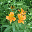 MPTflowers.JPG