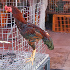 IMG_2501.JPG