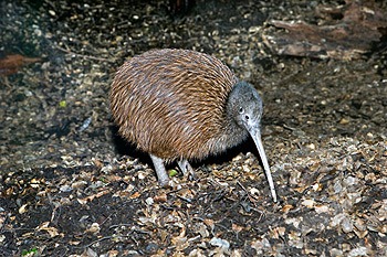 [kiwi_australe2%255B4%255D.jpg]