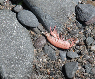 [28-shrimp%255B2%255D.jpg]