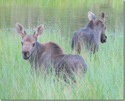 Moose # 6-7-8   45.5Mi.Pond 8-3-2011 8-42-58 PM 2198x1774