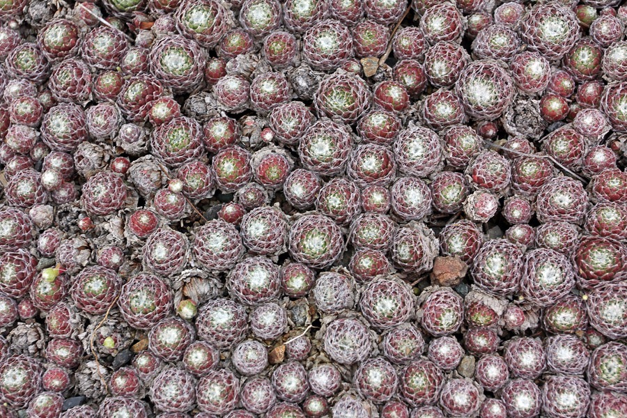 [120414_RBG_Sempervivum-arachnoideum%255B10%255D.jpg]