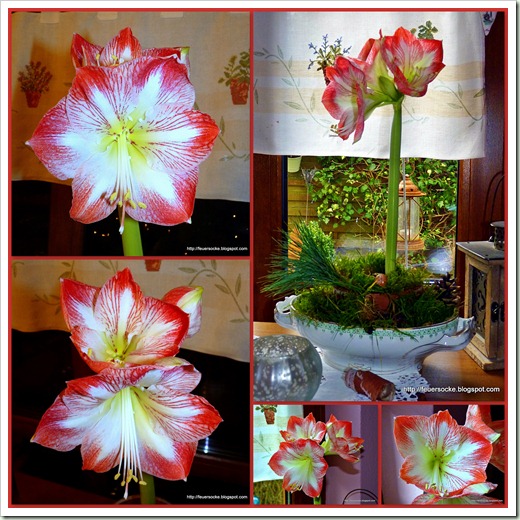 Amaryllis