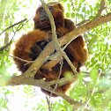 Brown howler, Bugio(Brazil)