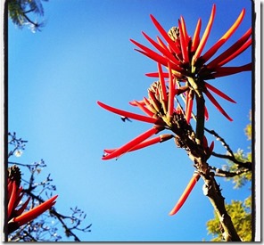 Flores de Inverno em Porto Alegre Autor Gleiber