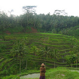 more rice terraces