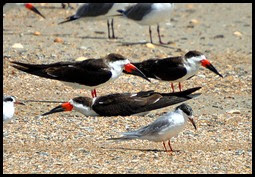 01a2- Nature - Black Skimmers