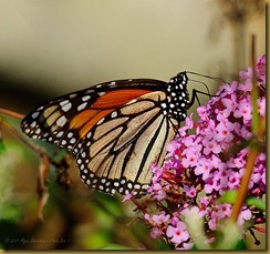 untitled Monarch feeding -MSB_1360 September 10, 2011 NIKON D300S