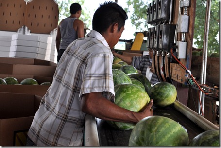 watermelons 11 0705 (36) watermelons 11 0705 (36)