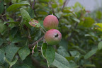 Franny, I heard on the radio this morning that the apple industry in many parts of the country is having major problems with its crop.  It all started with a mild fall, followed by a mild winter with lots of rain and little snow.