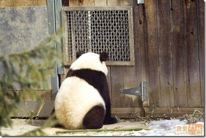 panda bear
