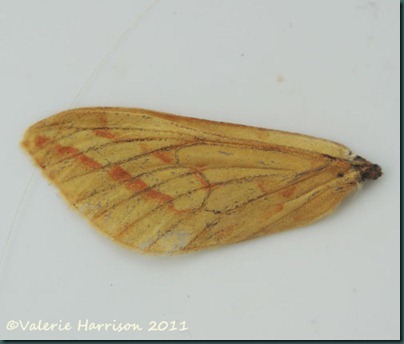 ghost moth-wing ghost moth-wing