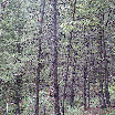 fromthetrail.jpg