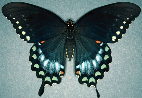 Spicebush%20Swallowtail%20(2) Spicebush%20Swallowtail%20(2)