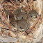 House Wren