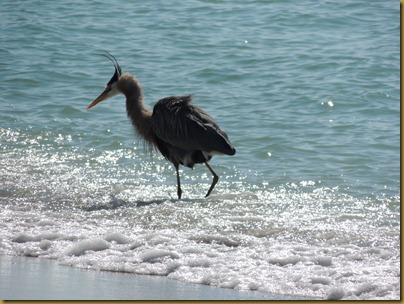 blue heron in surf