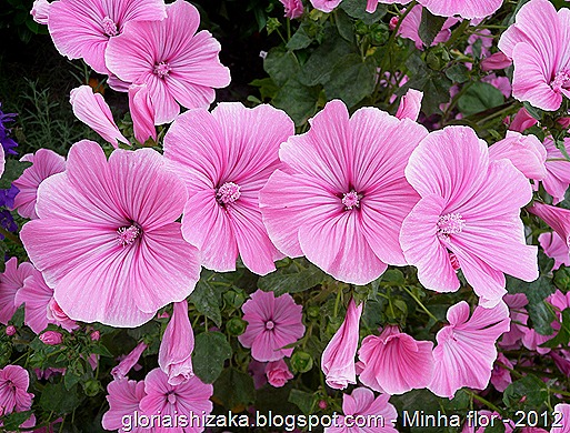 Glória Ishizaka - Minha flor 1