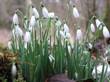 SNOWDROPS003745