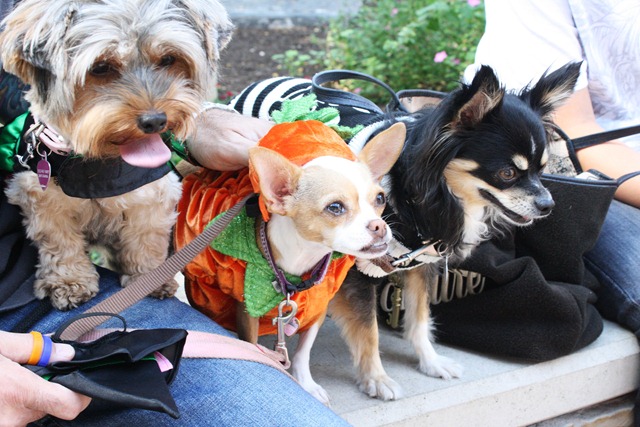 Dogtoberfest 059