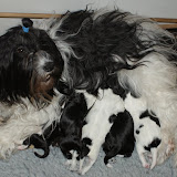 Disney-kullen (Mingla)