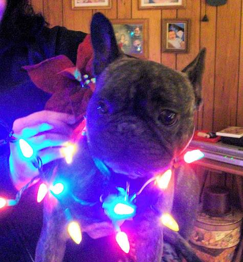 Linda B.'s 3 year old Frenchie, Henry, is decked out for the holidays