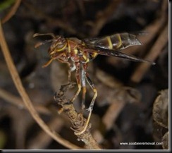 AAABeeRemoval_AggressiveWasps6[1]