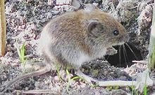 Bank_vole Bank_vole